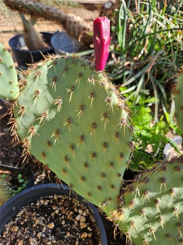 Opuntia galapageia var - galapageia,
