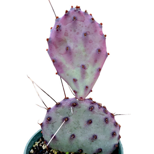 Opuntia santarita santa rita - santa,